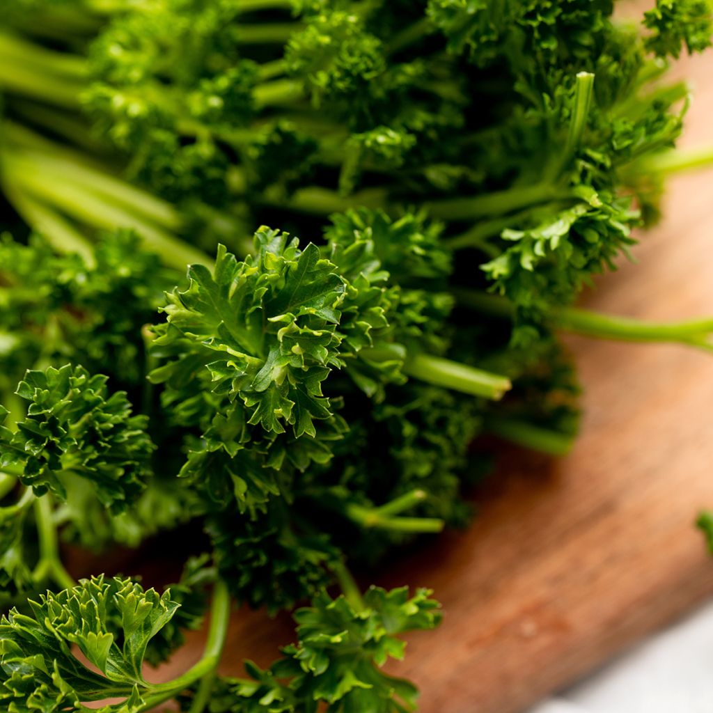 Prezzemolo riccio Verde scuro (semi)