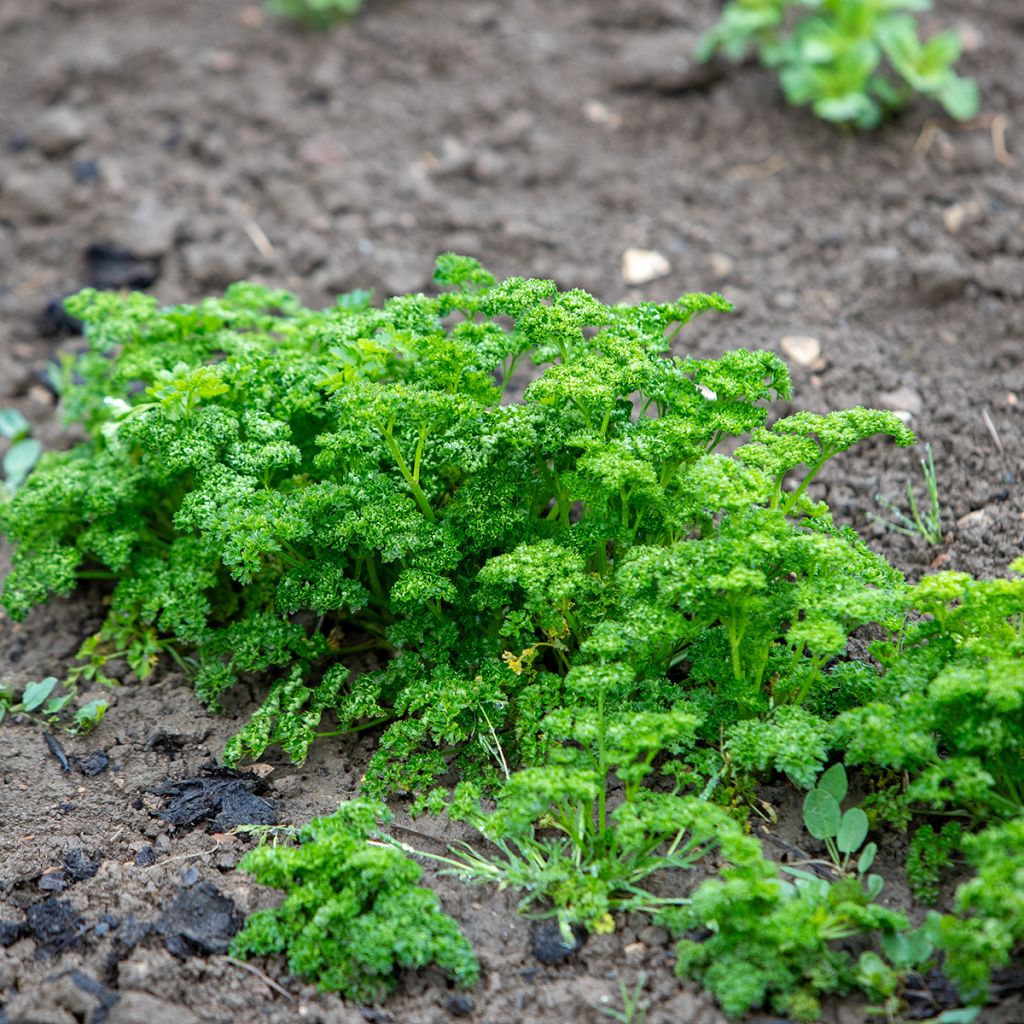 Prezzemolo riccio Verde scuro (semi)