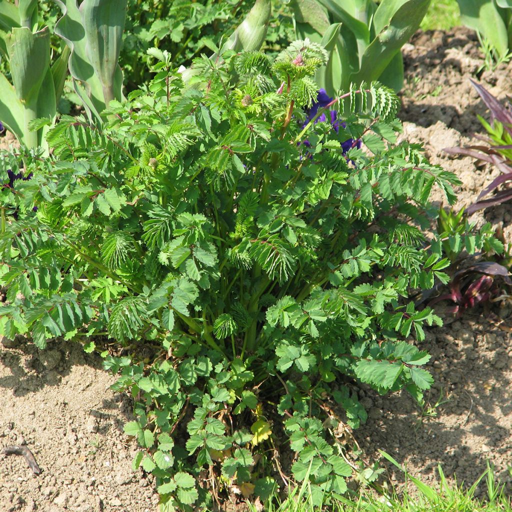 Sanguisorba minor BIO - Pimpinella