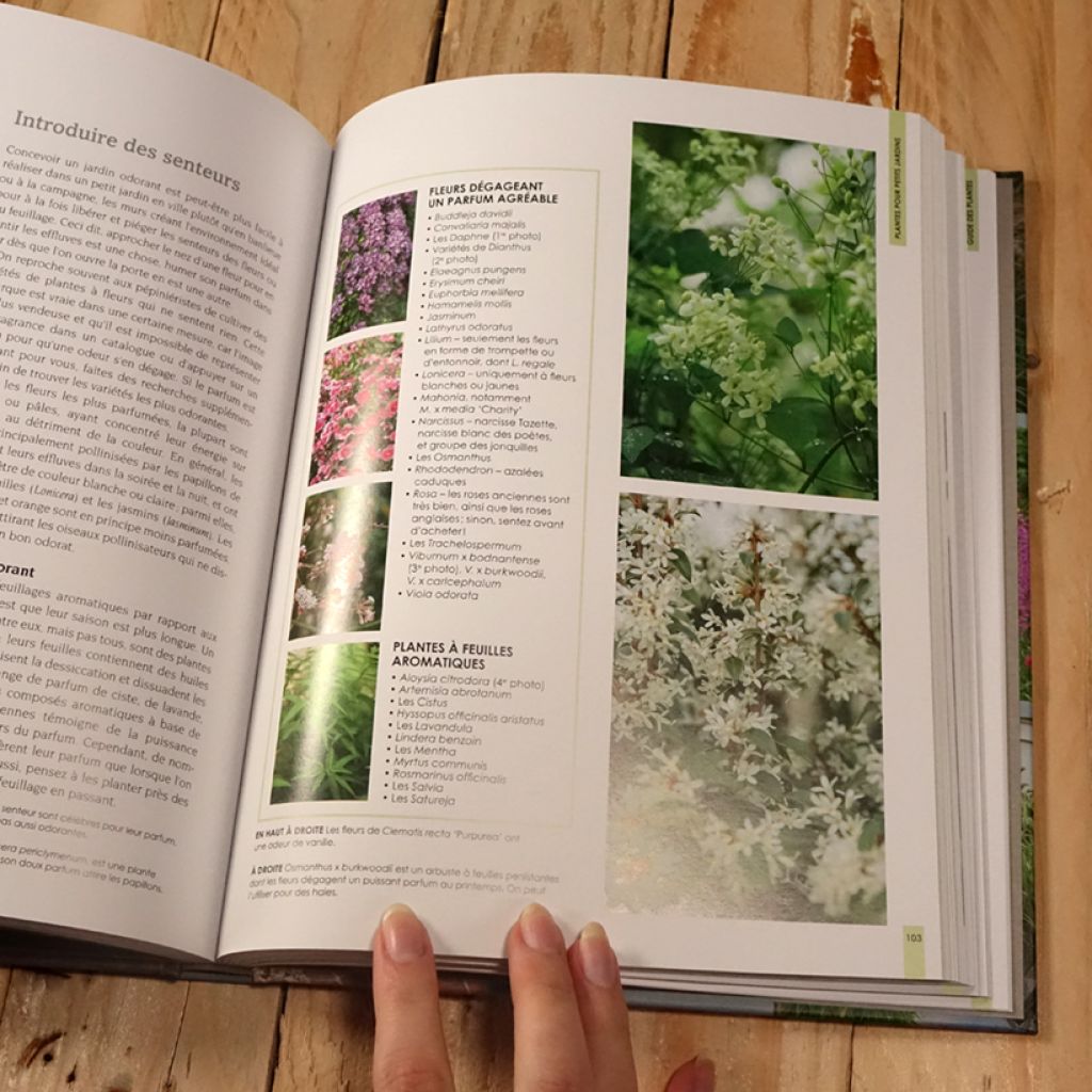 Petits jardins actuels - Nouvelle édition