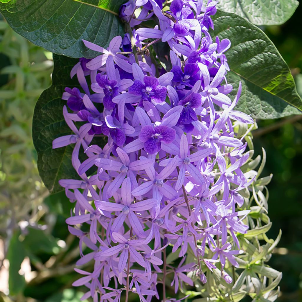 Petrea volubilis