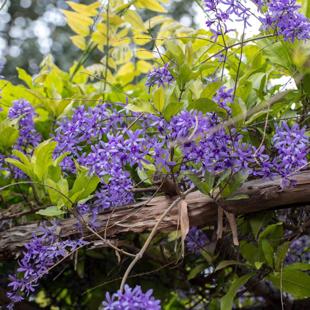 Petrea volubilis