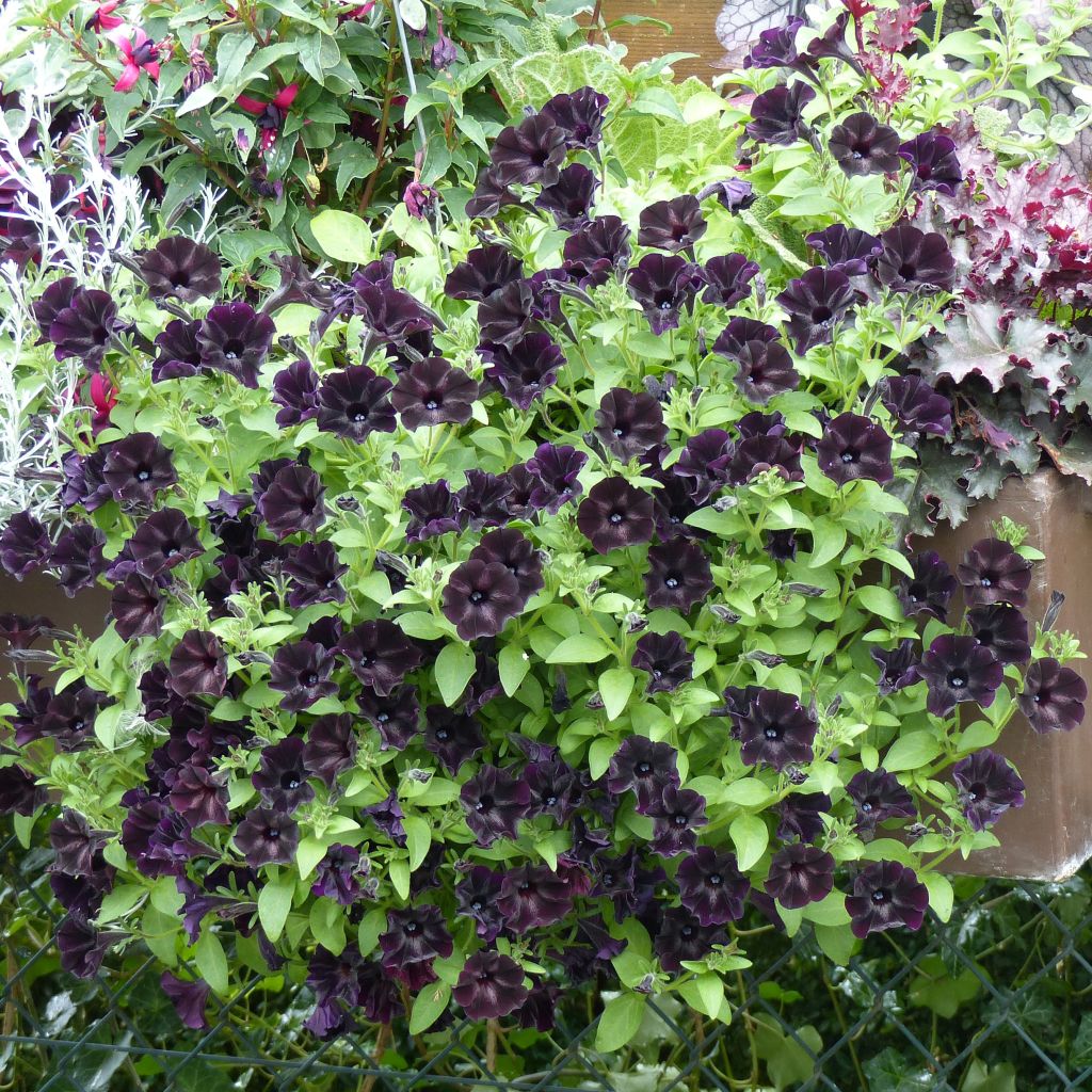 Petunia Black Ray