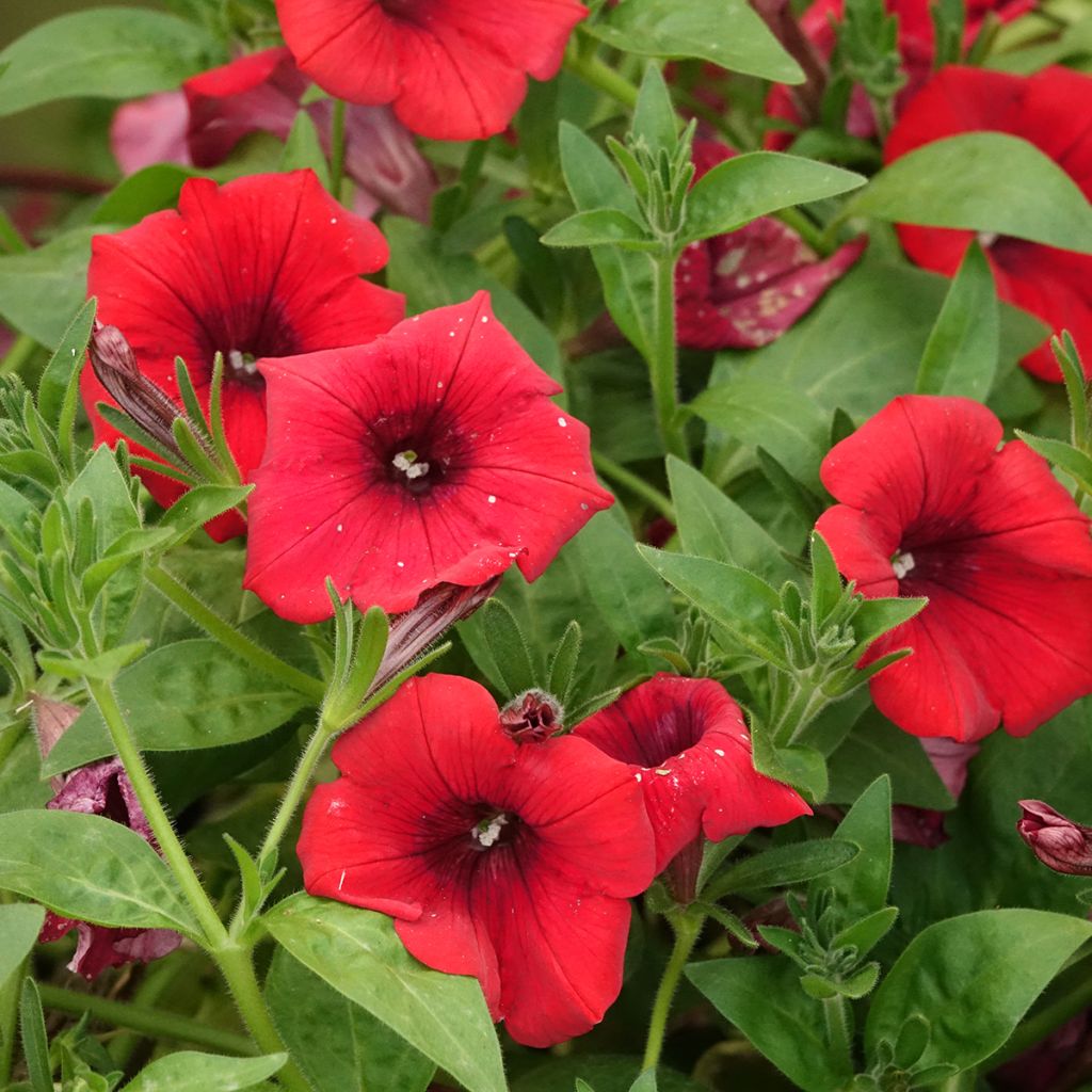 Surfinia Deep Red