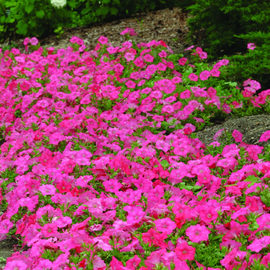 Petunia Coral Reef