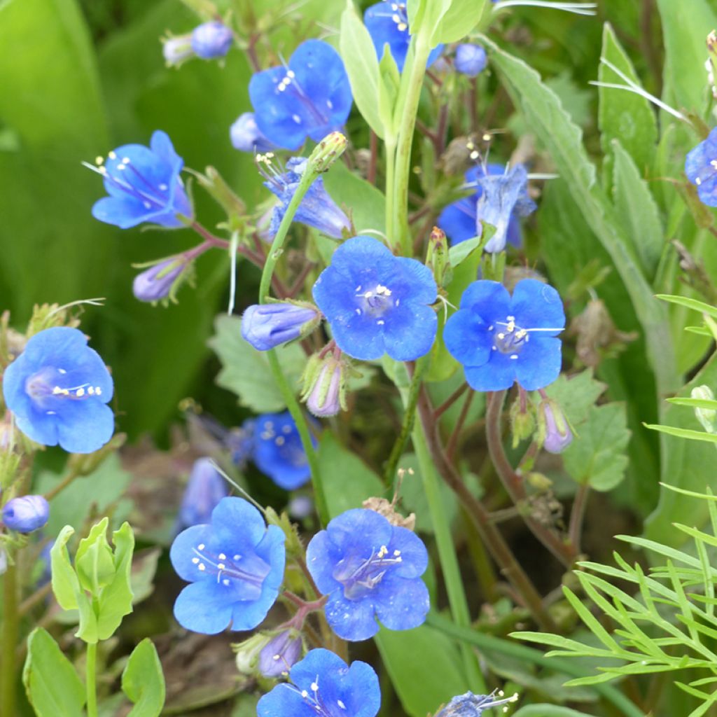 Phacelia campanularia Blue Wonder