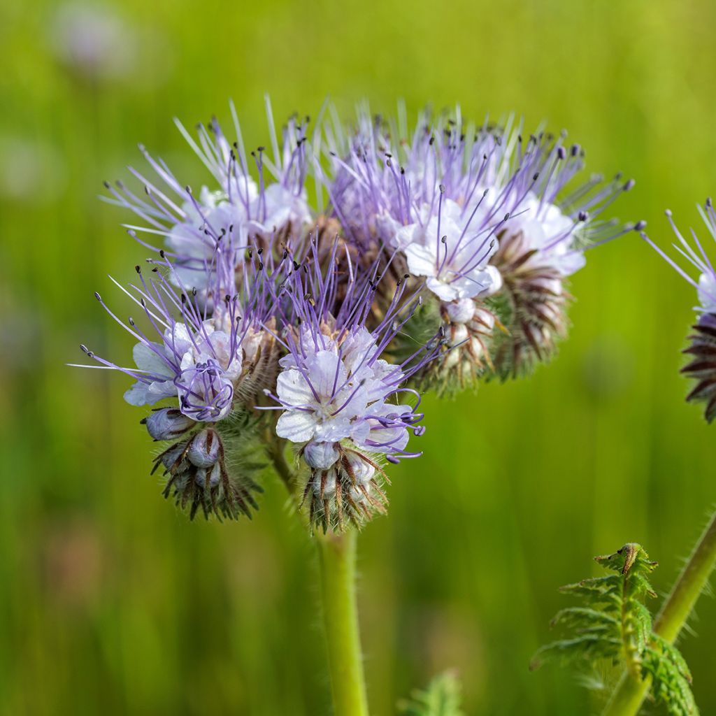 Phacelia tanacetifolia BIO - Facelia