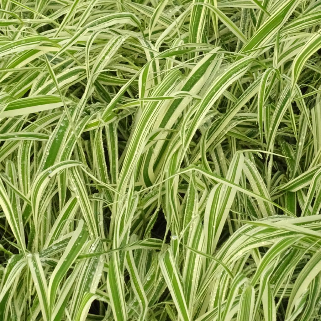 Phalaris arundinacea Picta - Saggina spagnola