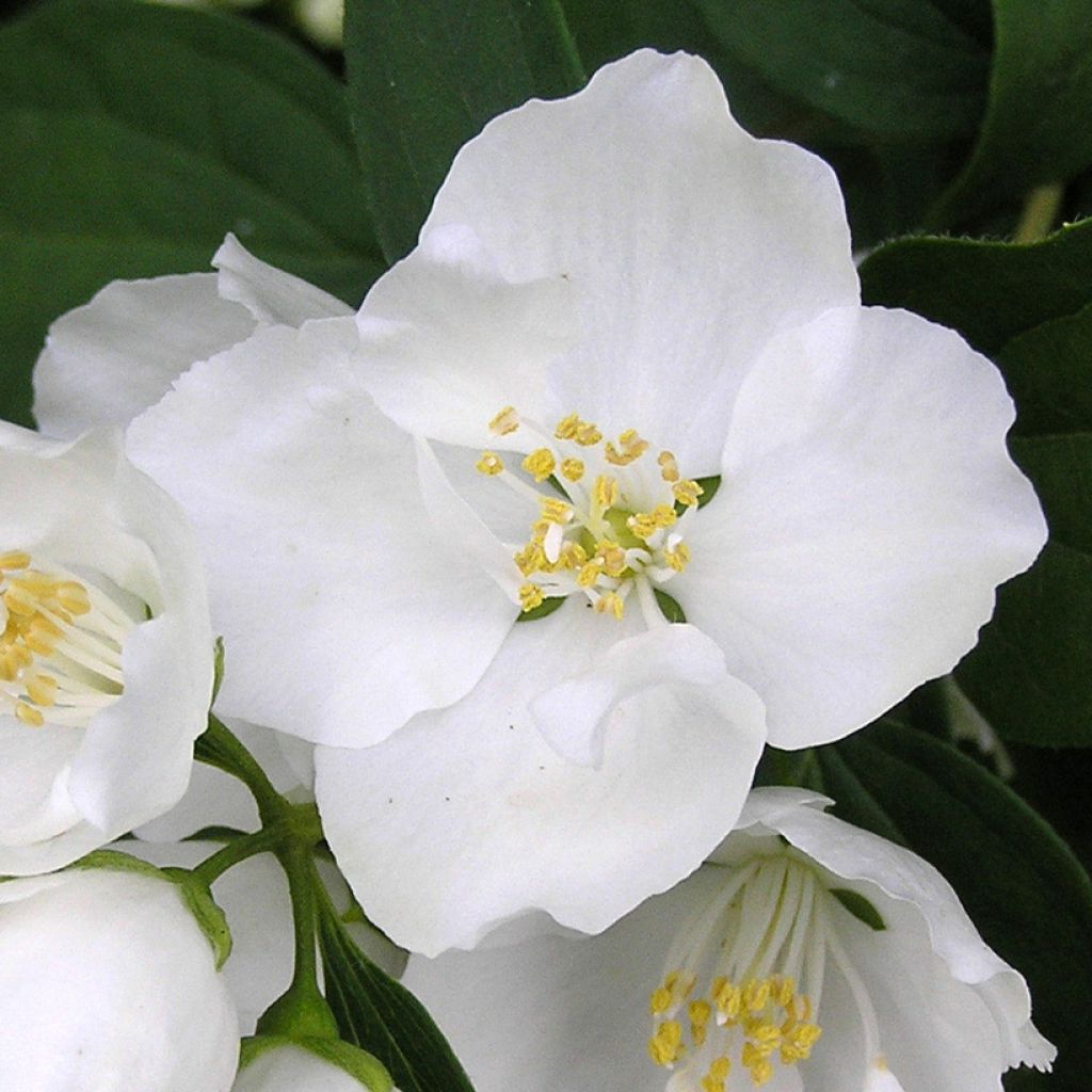 Philadelphus persica Bouquet Blanc - Filadelfo