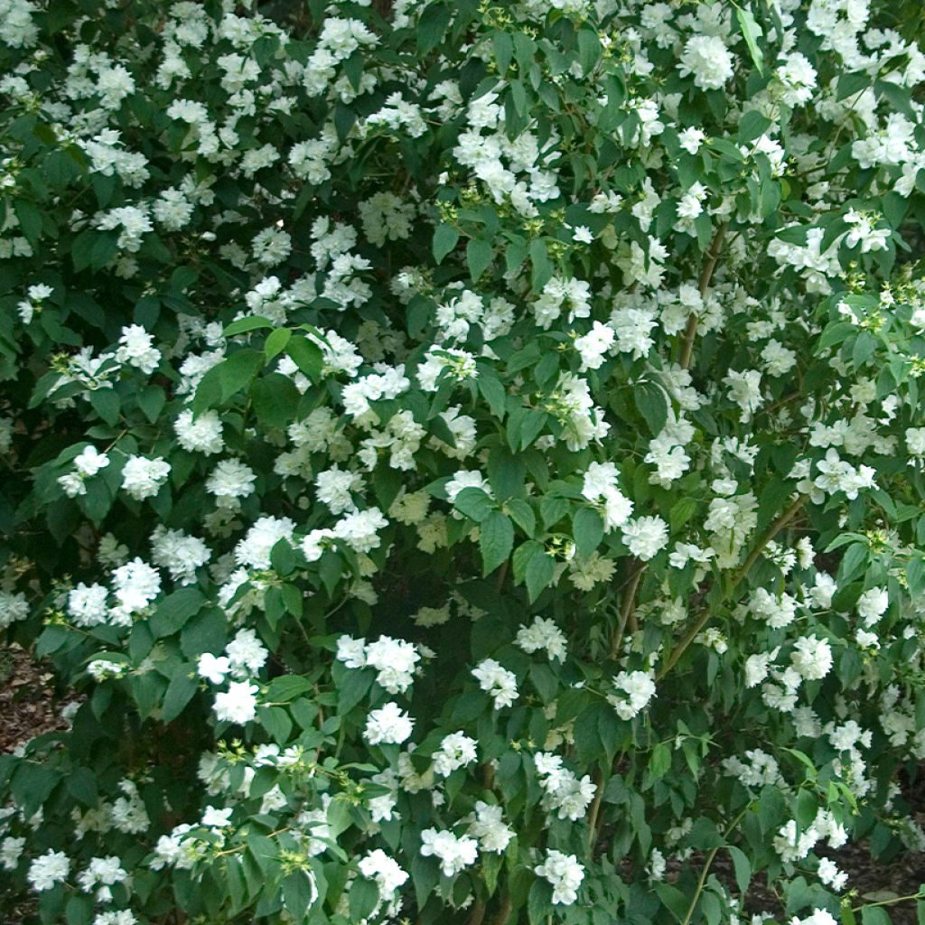 Philadelphus persica Bouquet Blanc - Filadelfo