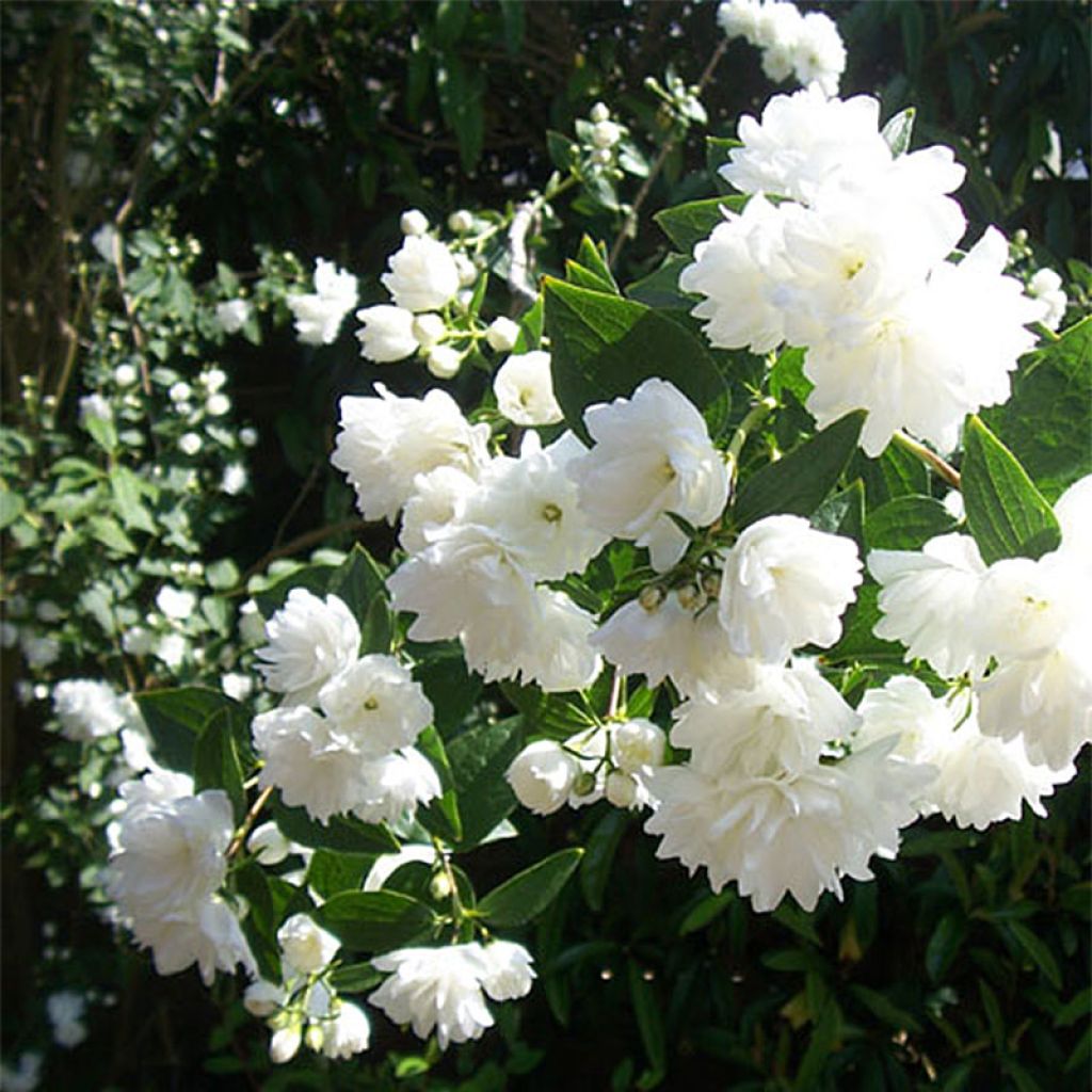 Philadelphus Frosty Morn - Filadelfo