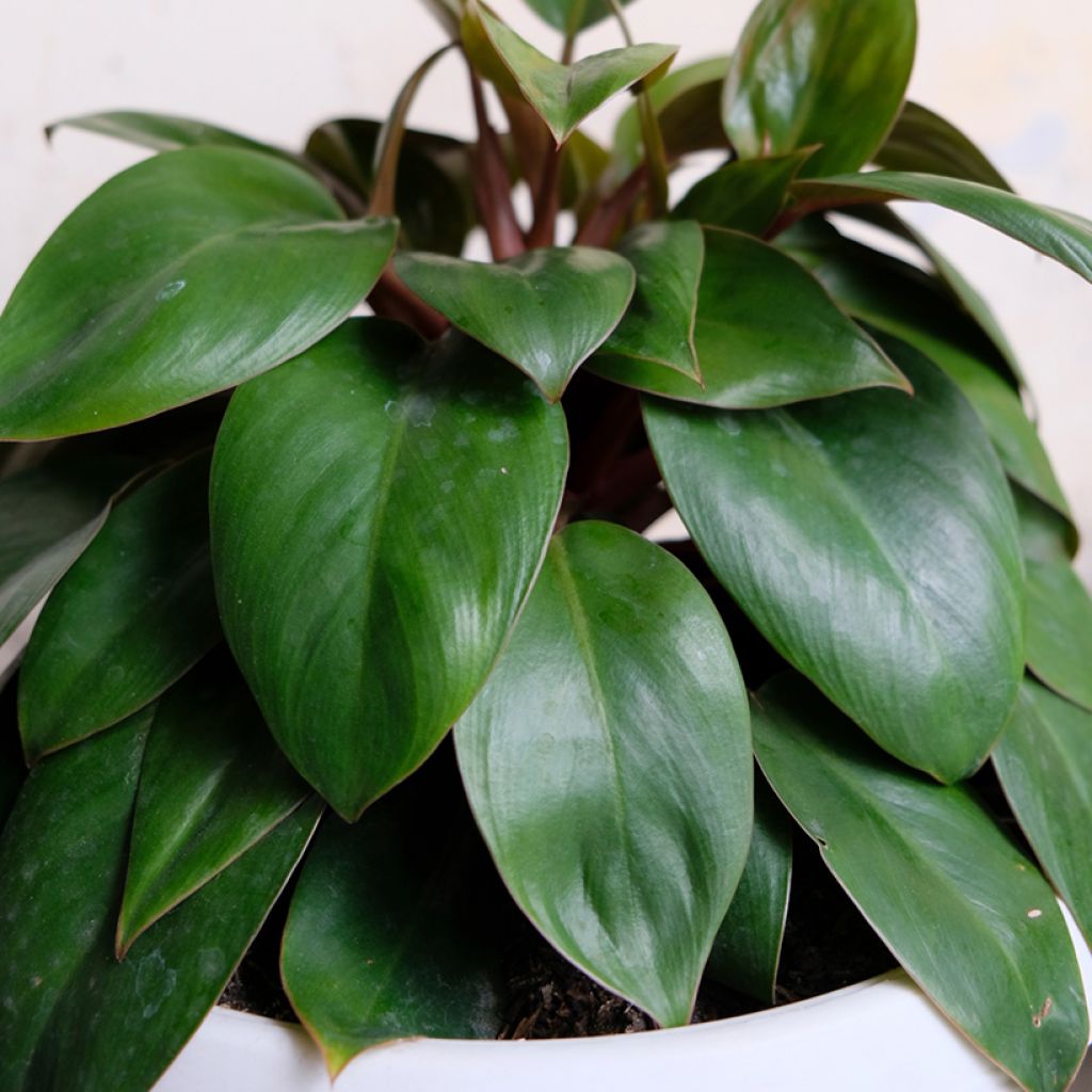 Filodendro - Philodendron Red Congo