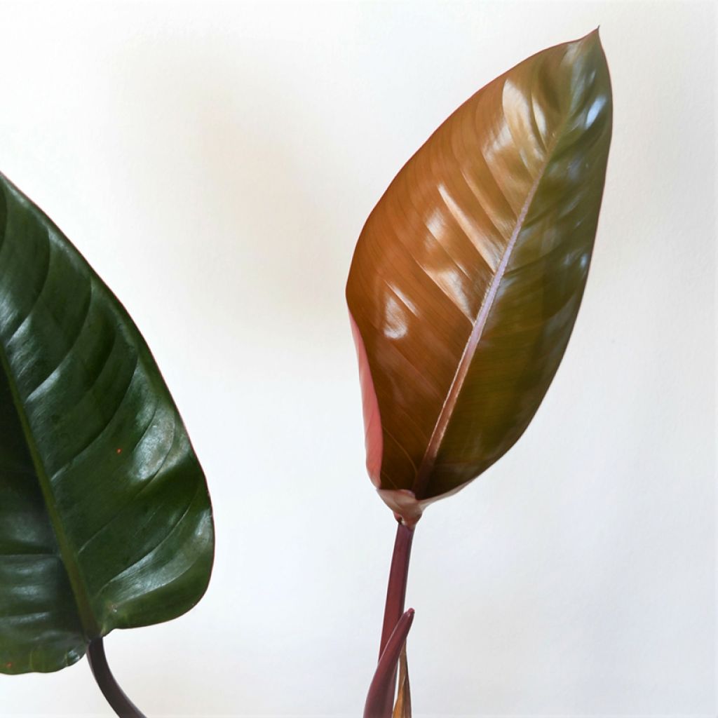 Filodendro - Philodendron Red Congo