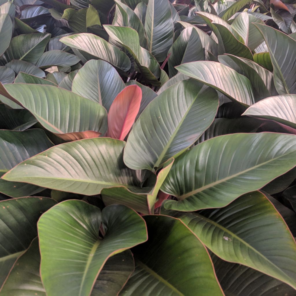 Filodendro - Philodendron Red Congo