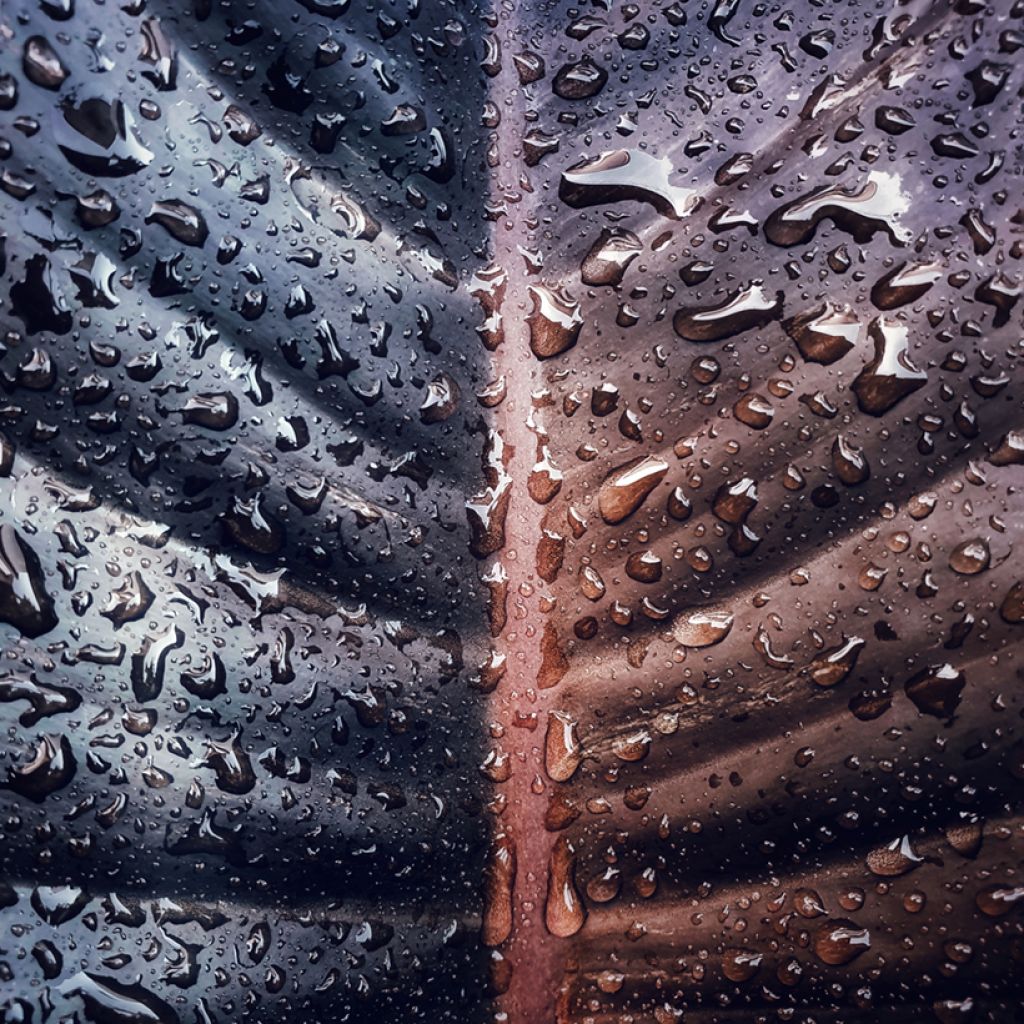 Filodendro - Philodendron Black Cardinal