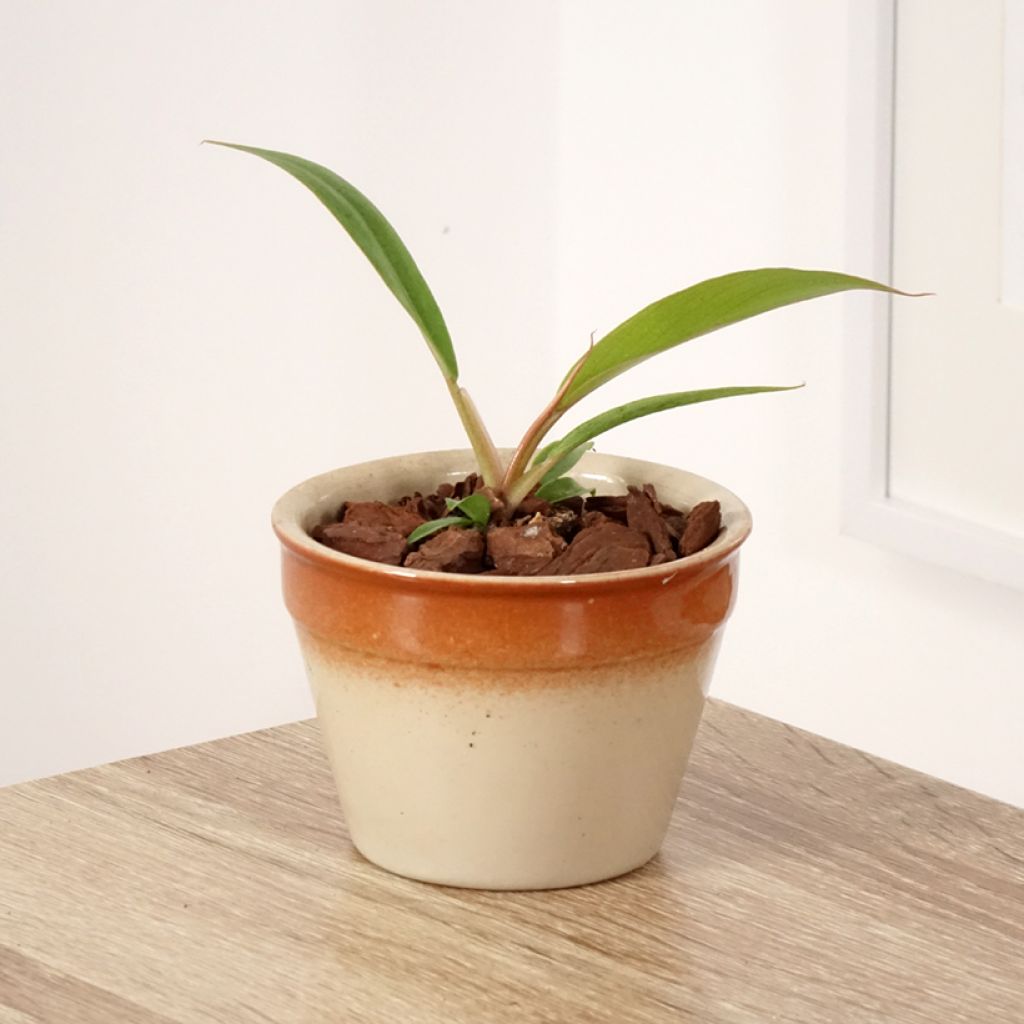 Filodendro - Philodendron Caramel Pluto