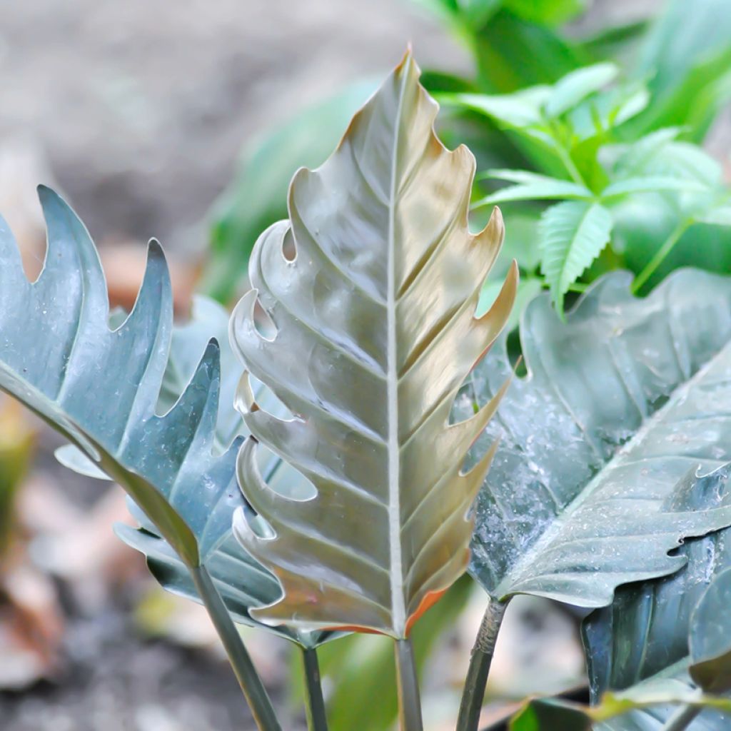 Filodendro - Philodendron Caramel Pluto