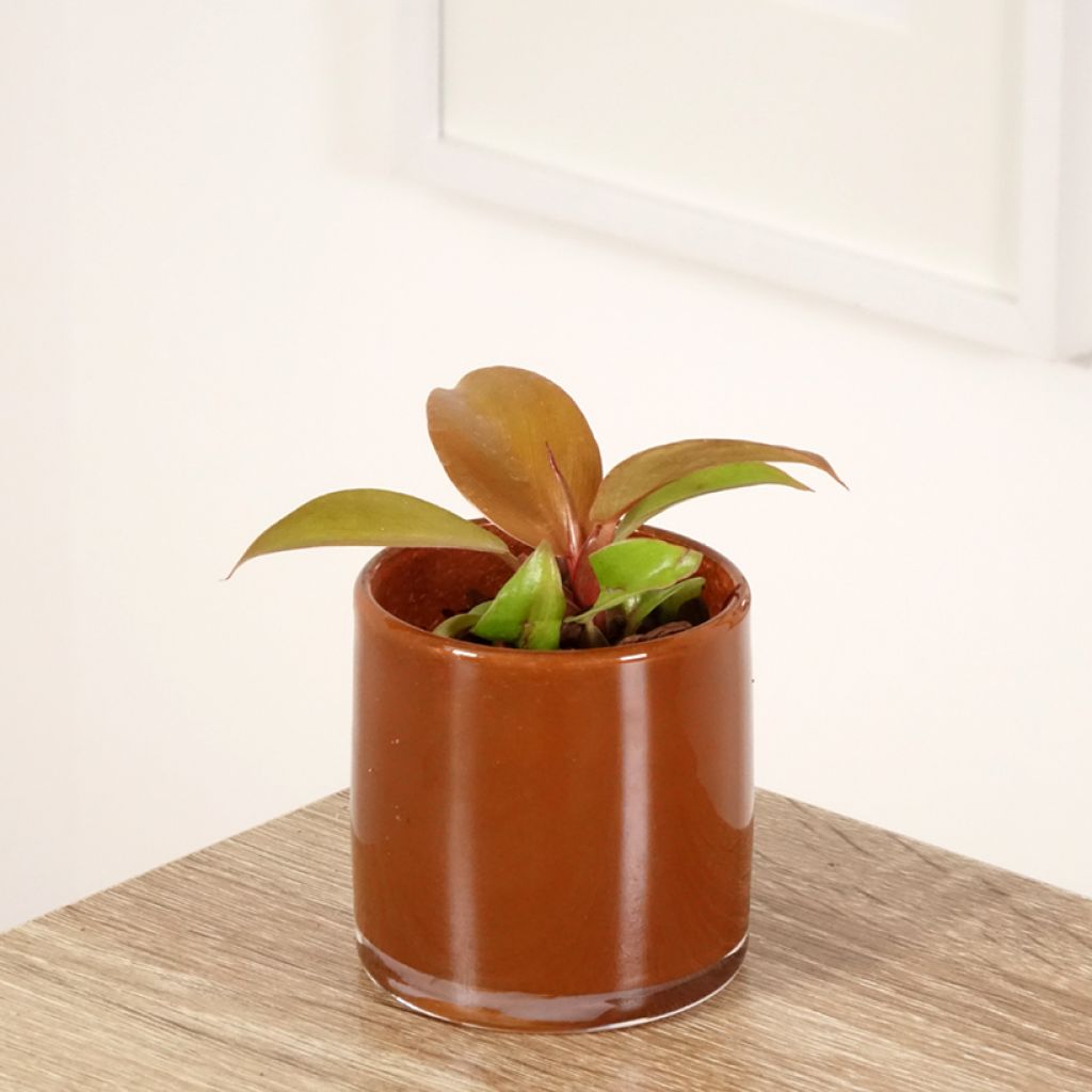 Filodendro - Philodendron Cherry Red