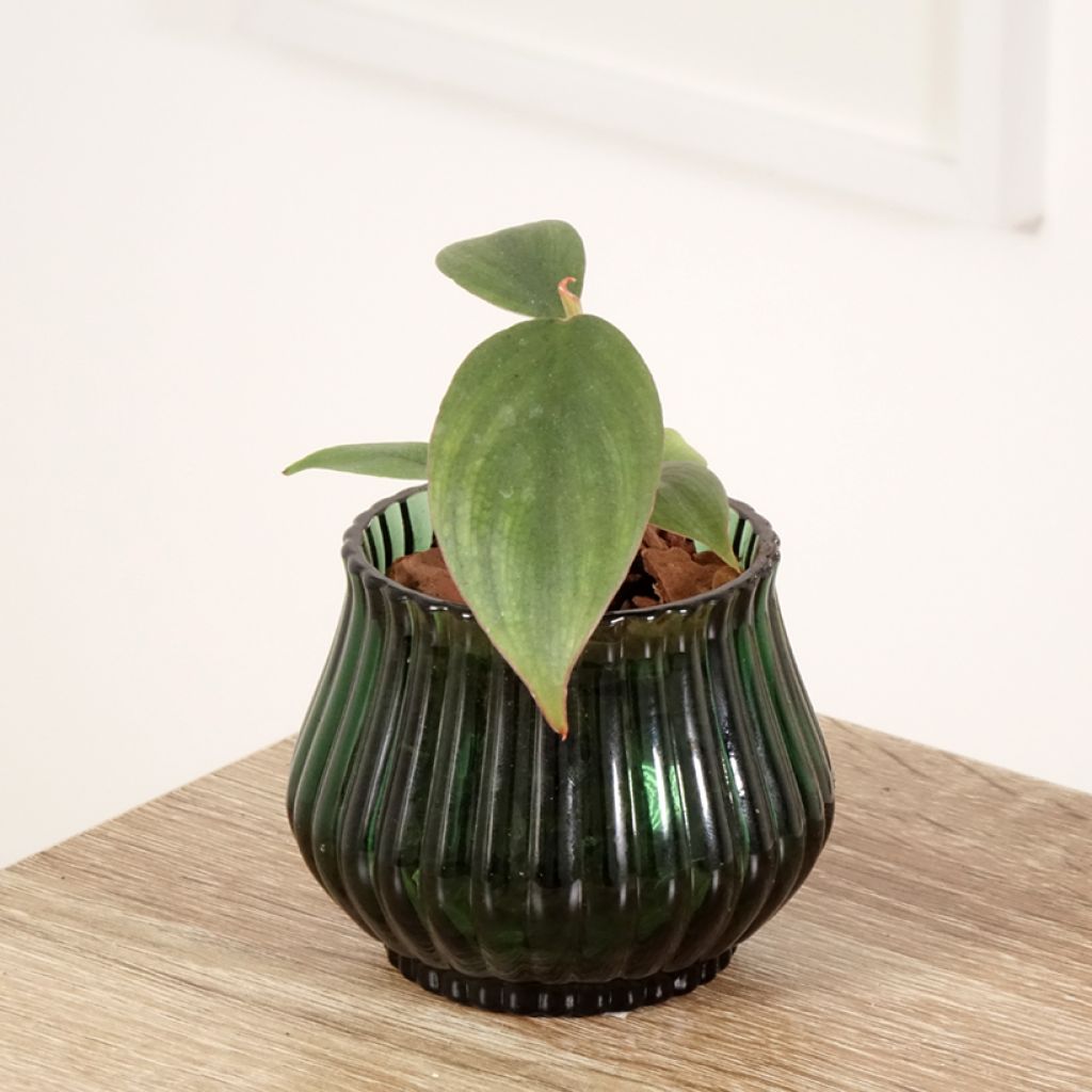 Filodendro - Philodendron sp. Colombia