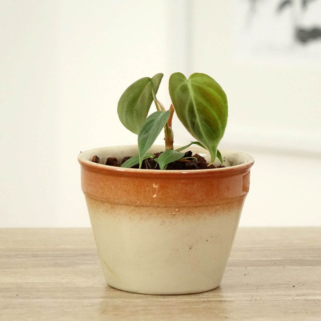 Filodendro - Philodendron El Choco Red
