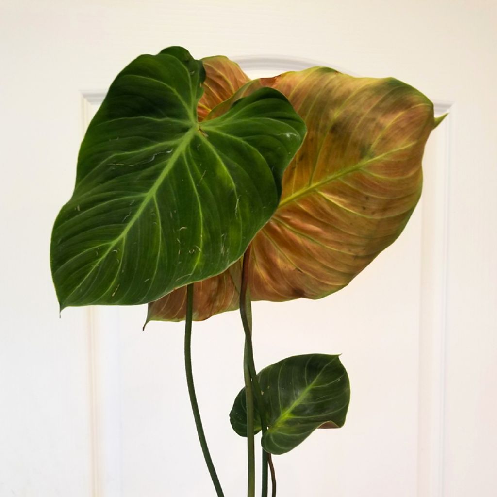 Filodendro - Philodendron El Choco Red