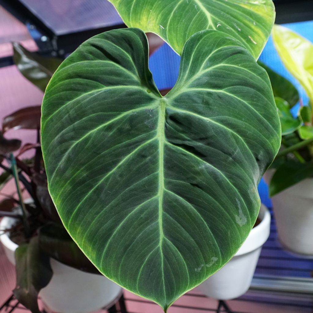Filodendro - Philodendron El Choco Red