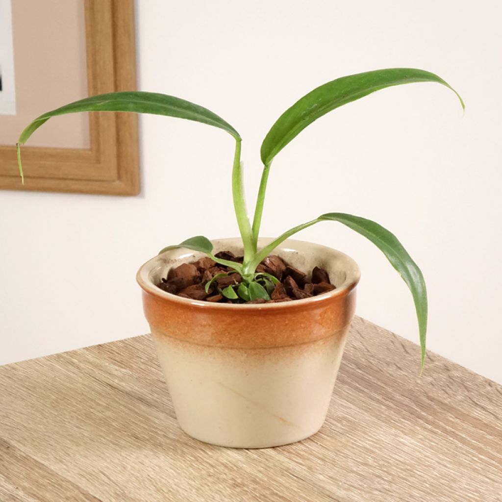 Filodendro - Philodendron elegans