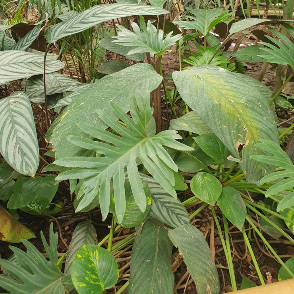 Filodendro - Philodendron elegans