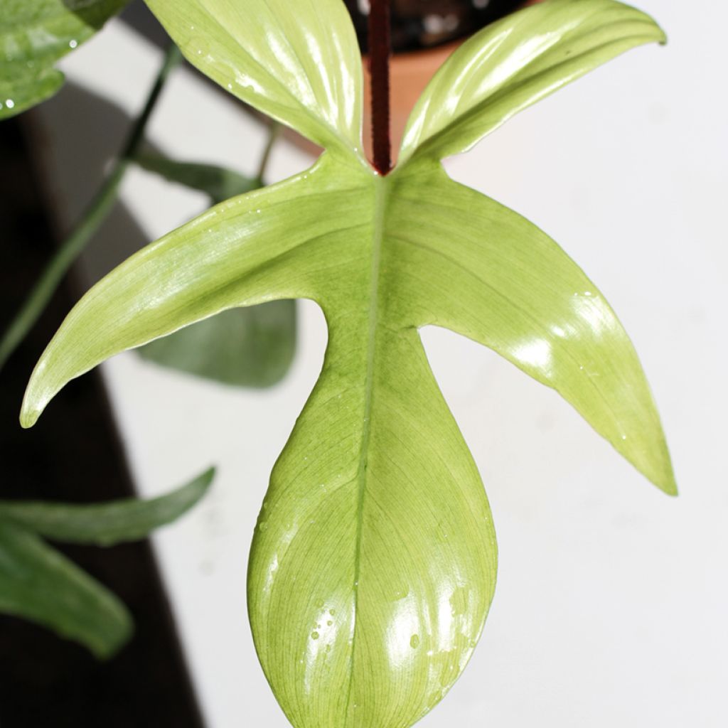 Filodendro - Philodendron Florida Ghost