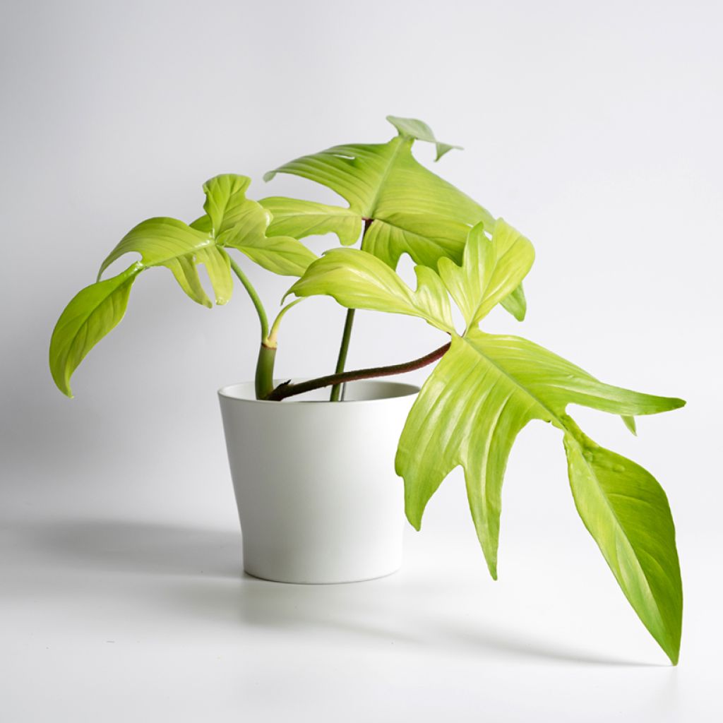 Filodendro - Philodendron Florida Ghost