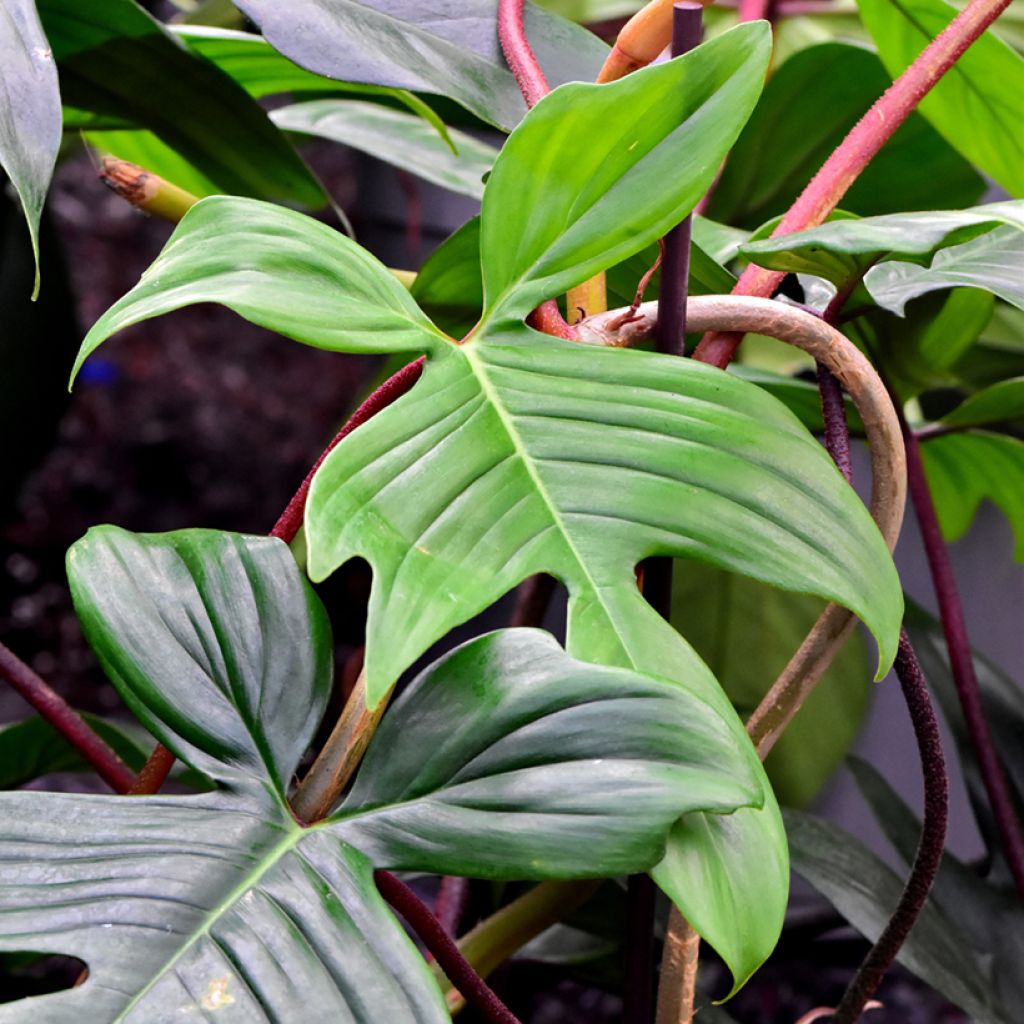 Filodendro - Philodendron Florida Ghost