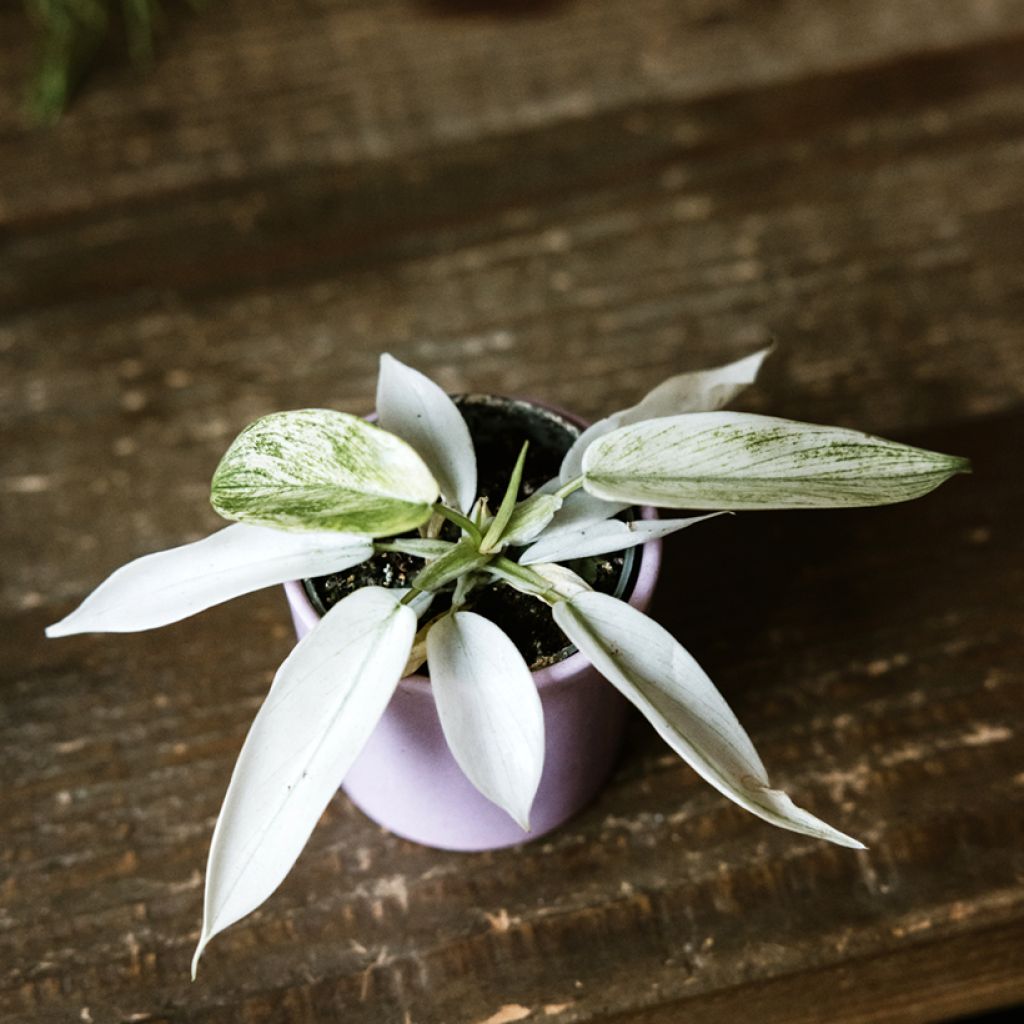 Filodendro - Philodendron Florida Ghost