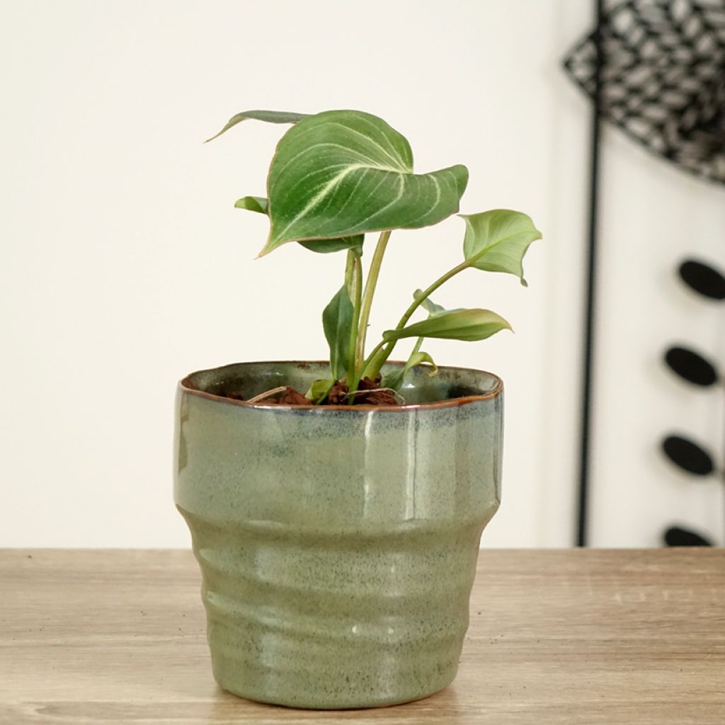 Filodendro - Philodendron gloriosum