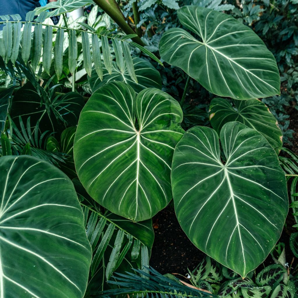 Filodendro - Philodendron gloriosum