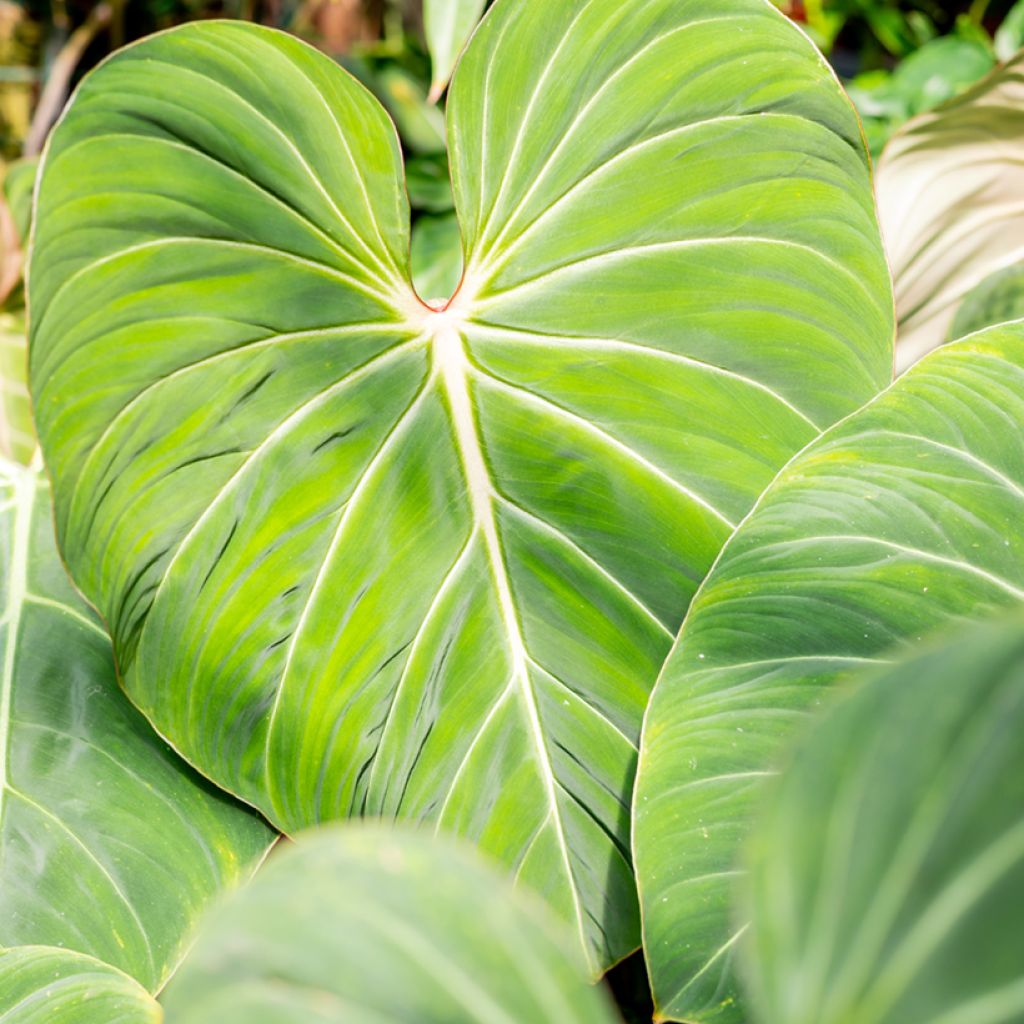 Filodendro - Philodendron gloriosum