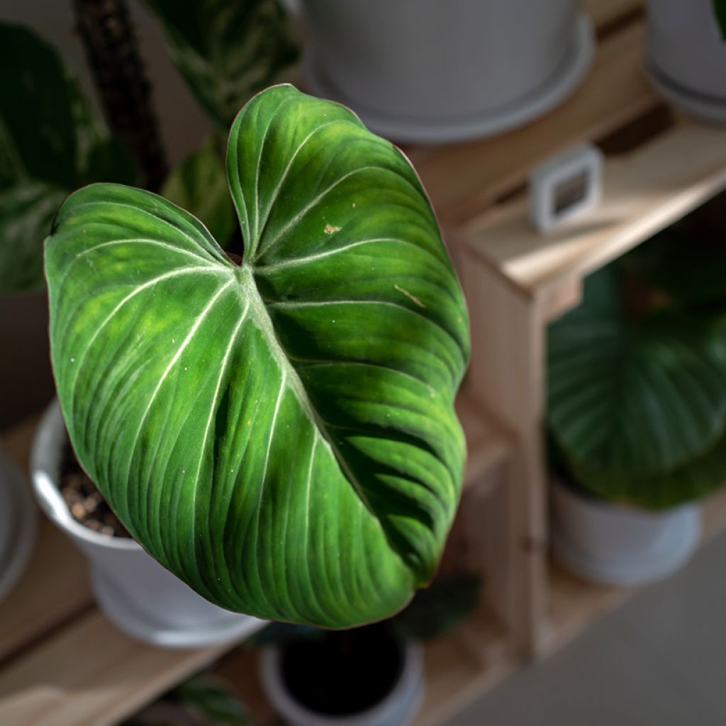 Filodendro - Philodendron gloriosum