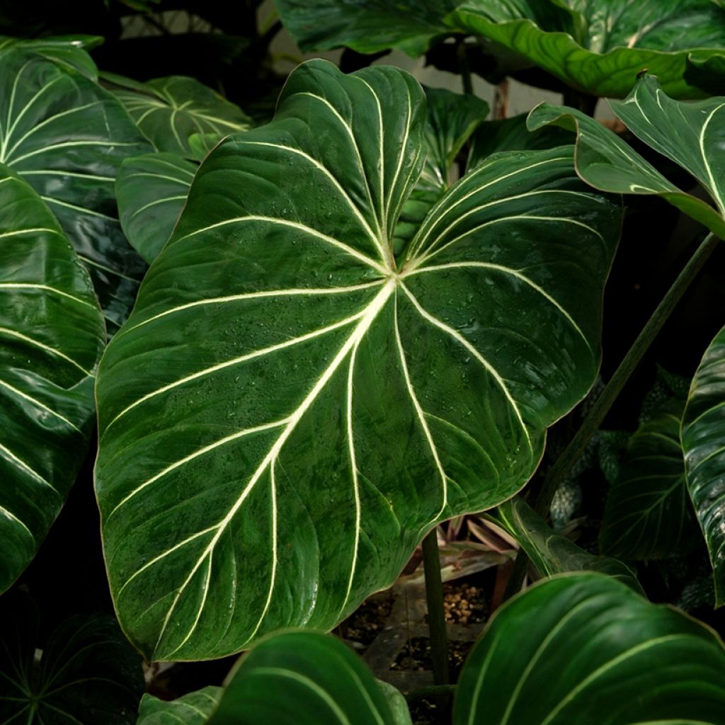 Filodendro - Philodendron gloriosum