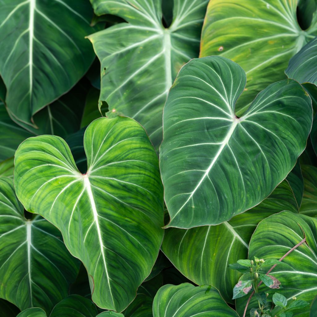 Filodendro - Philodendron gloriosum