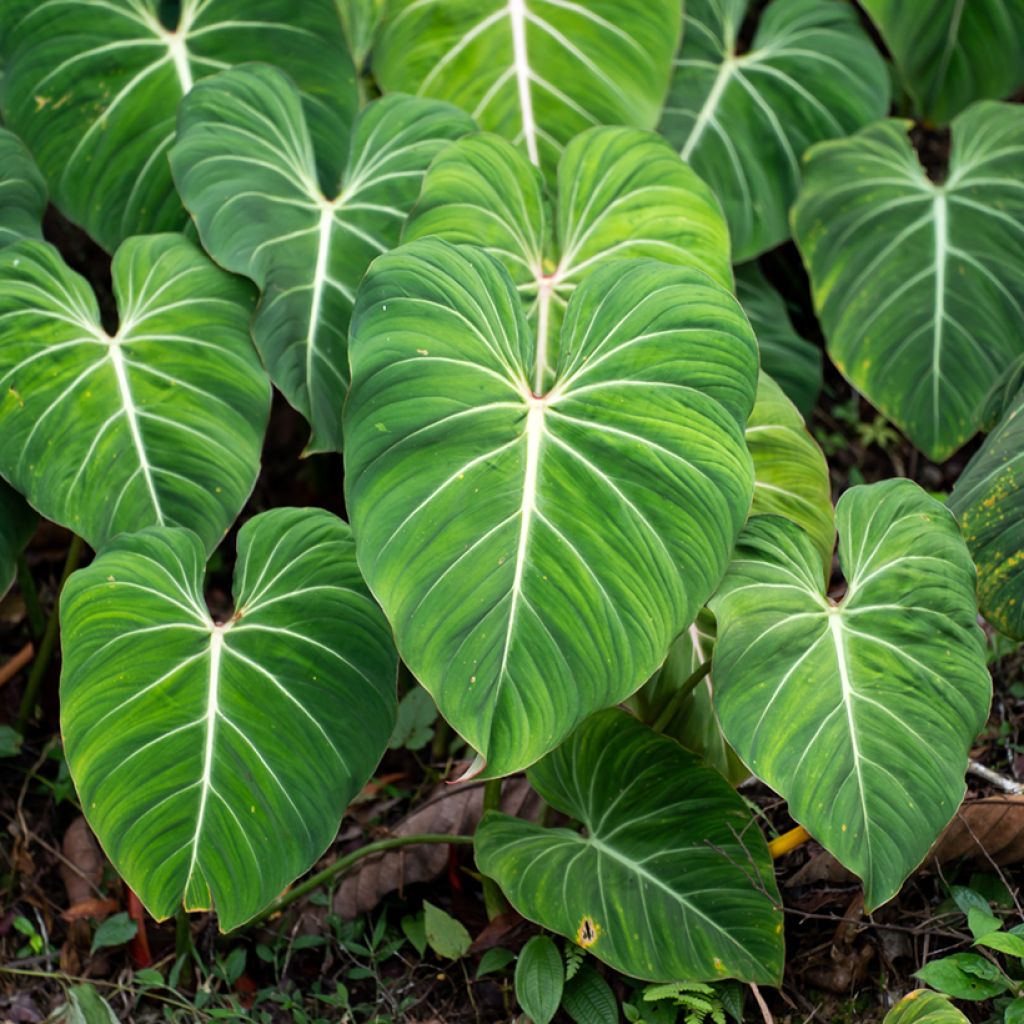 Filodendro - Philodendron gloriosum