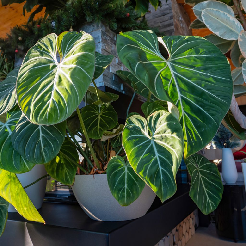Filodendro - Philodendron gloriosum