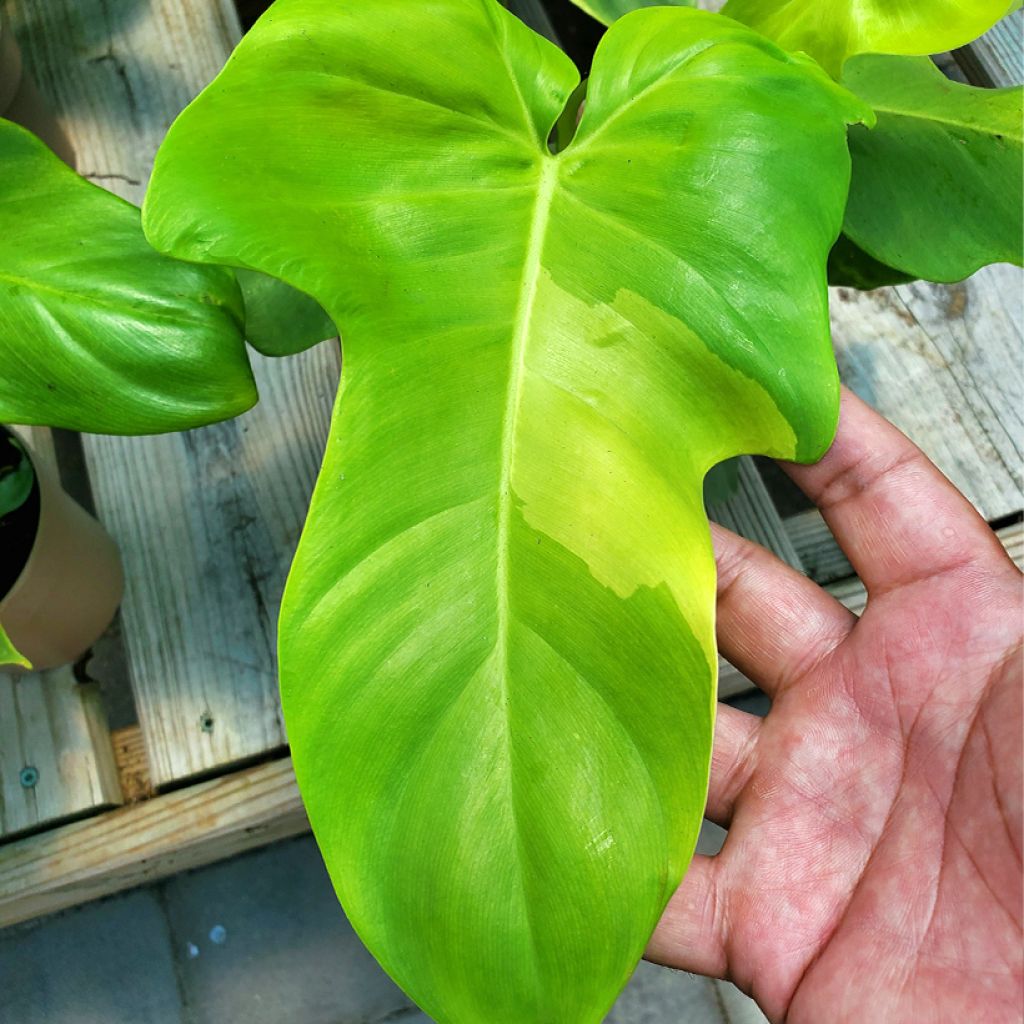 Filodendro - Philodendron Golden Violin
