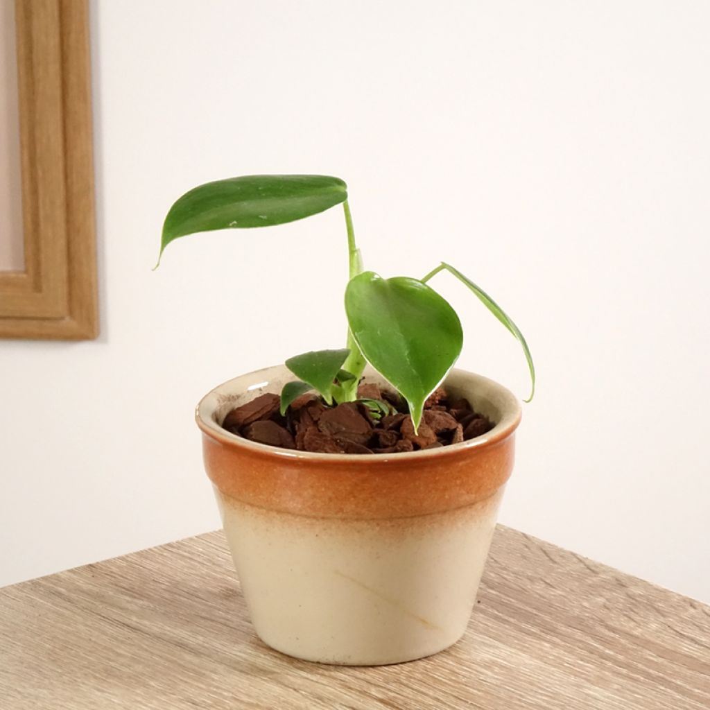 Filodendro - Philodendron grazielae