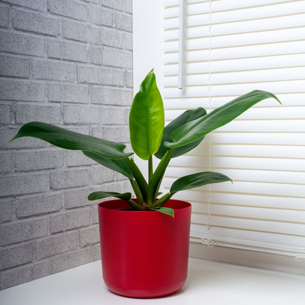 Filodendro - Philodendron Imperial Green