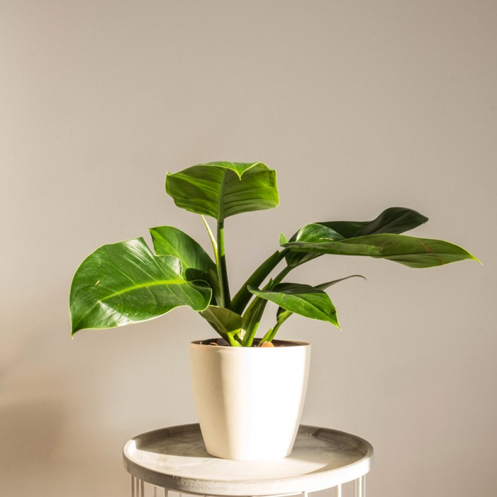 Filodendro - Philodendron Imperial Green