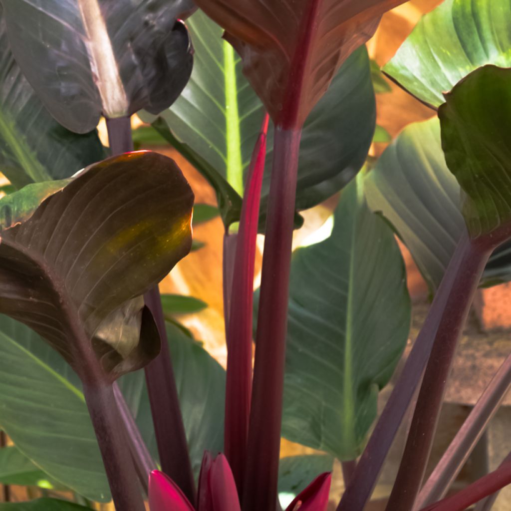 Filodendro - Philodendron Imperial Red