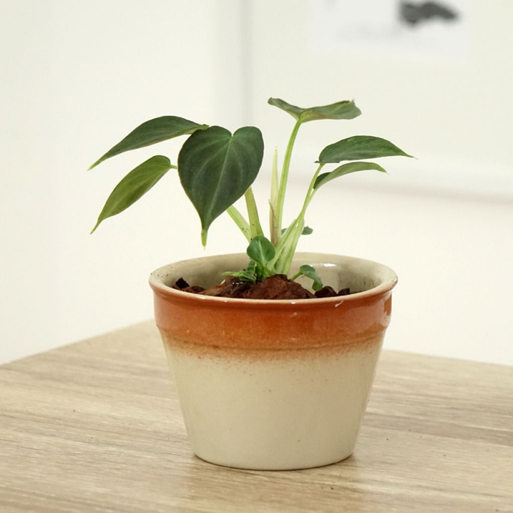 Filodendro - Philodendron Incensi