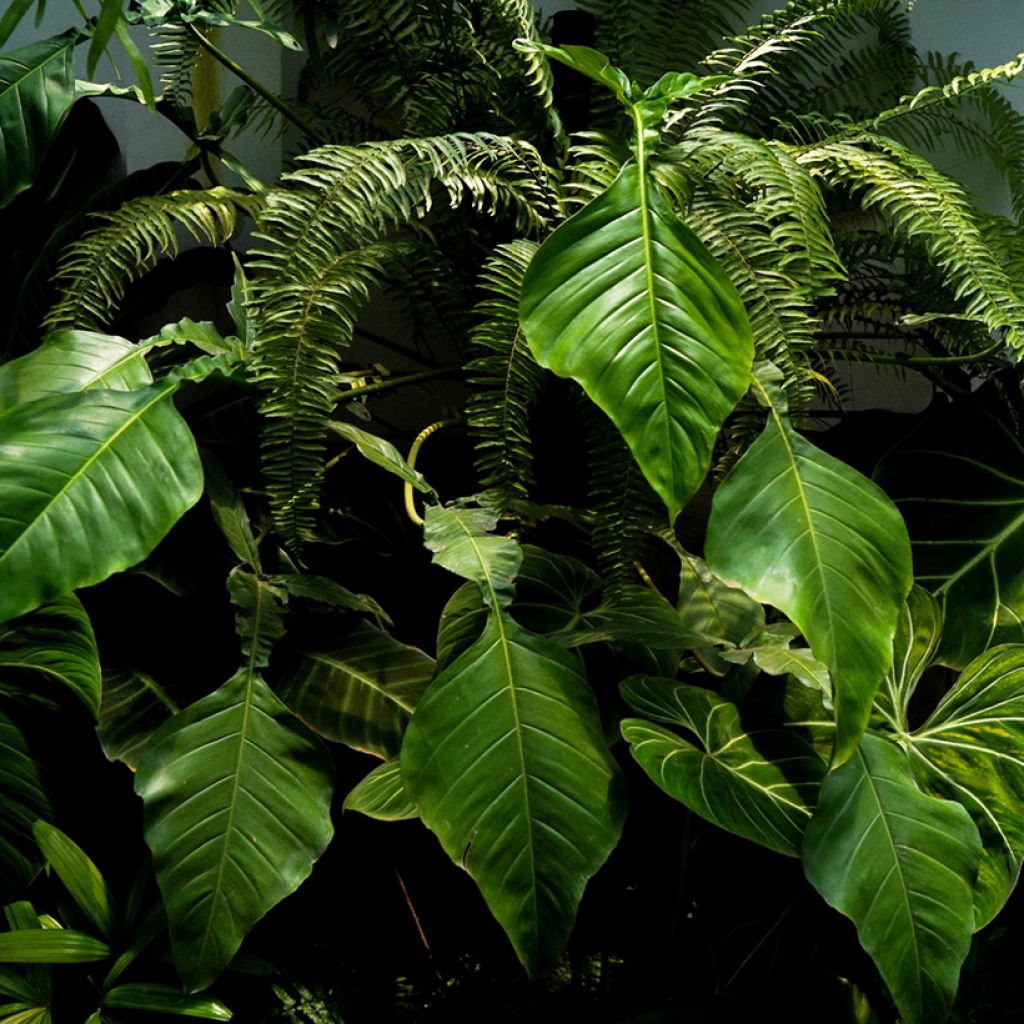 Filodendro - Philodendron x joepii