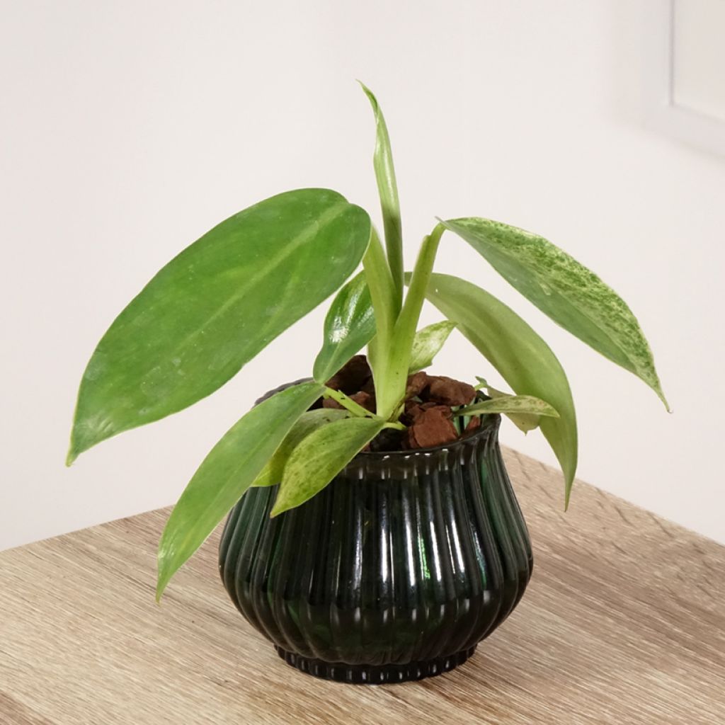 Filodendro - Philodendron Jose Buono