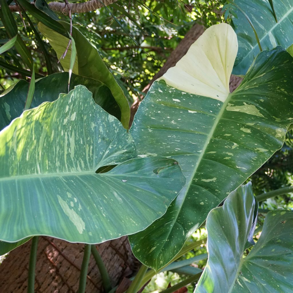 Filodendro - Philodendron Jose Buono