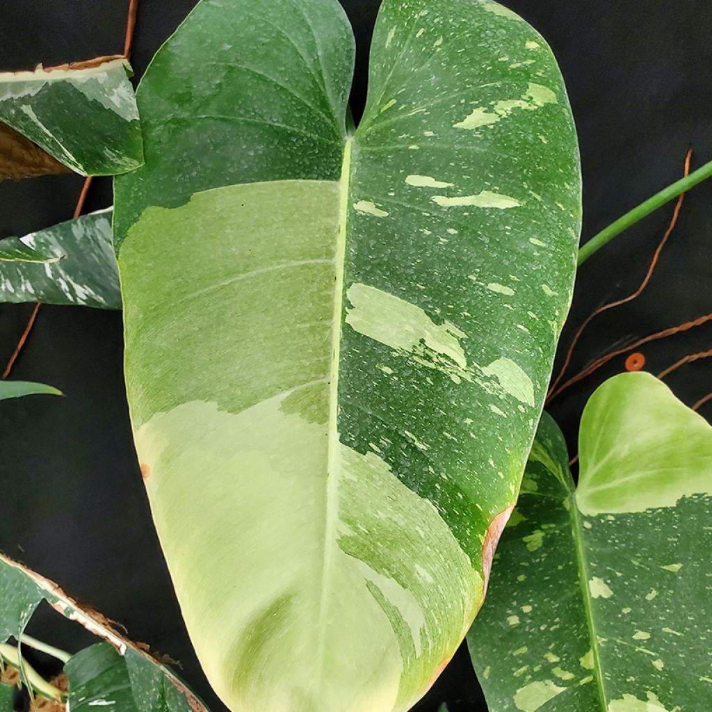 Filodendro - Philodendron Jose Buono